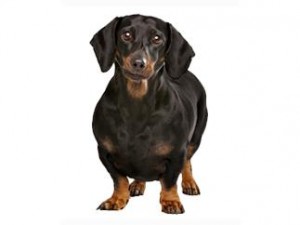 Imagen tomada de  http://www.perros.royalcanin.es/cosas-de-perros/salud/el-perro-con-sobrepeso