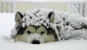 perro en invierno